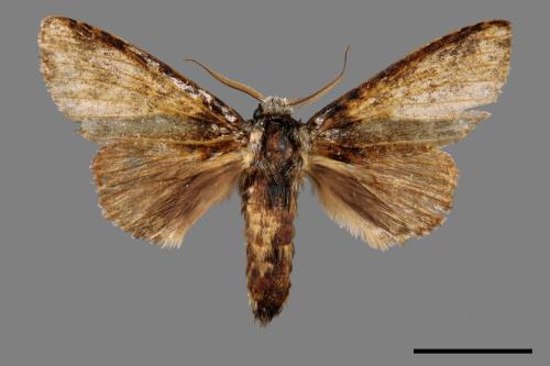 Pseudofentonia diluta variegata[迴舟蛾][00039910]
