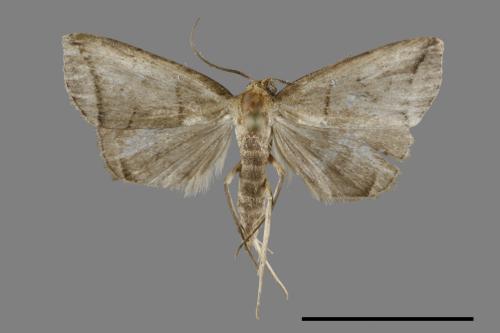 <已分類>Family：Noctuidae[夜蛾科][00099681]