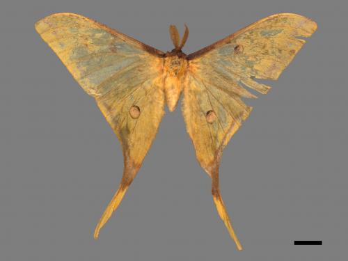 Actias heterogyna subaurea[台灣長尾水青蛾][00056852]