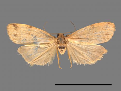 Mithuna arizana[雙線苔蛾][00047223]