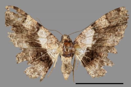 Satoblephara owadai[腹毛墨紋尺蛾][00045751]