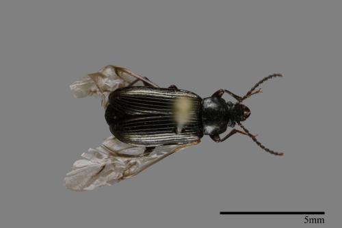 <已分類>Family：Carabidae[步行蟲科][00093423]
