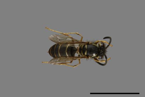 Vespula flaviceps[細黃胡蜂][00073328]