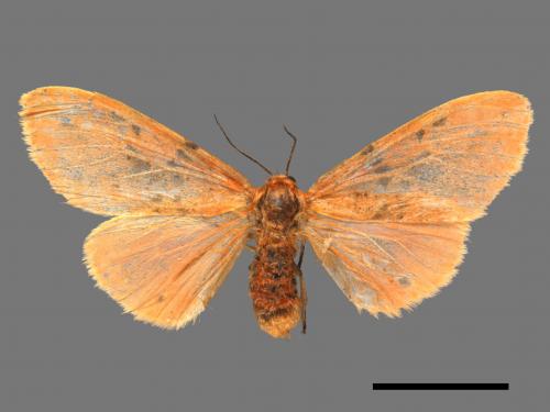 Lemyra alikangensis[三斑澄燈蛾][00051617]