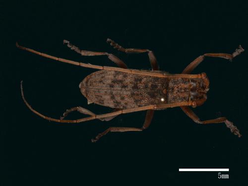 Monochamus convexicollis[狹胸長角天牛][00086078]