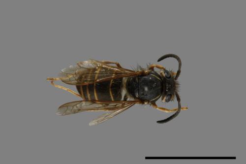 Vespula flaviceps[細黃胡蜂][00073284]