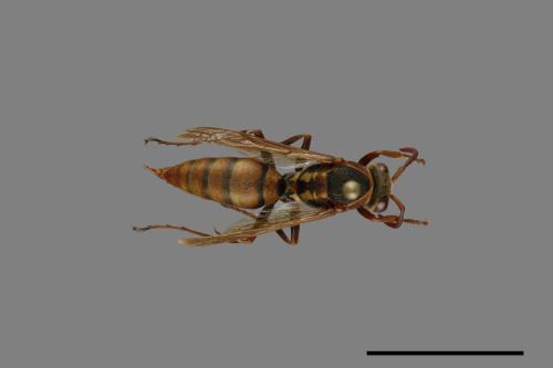 Polistes takasagonus[雙斑長腳蜂][00072805]