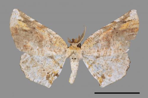 Agaraeus discolor[污紋鈎角尺蛾][00052599]
