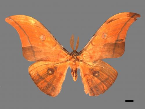 Antheraea yamamai superba[大透目天蠶蛾][00016148]