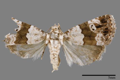 Maliattha signifera[00009285]