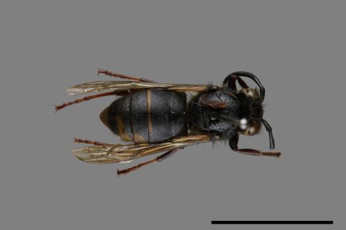 Vespula flaviceps[細黃胡蜂][00073182]