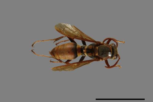 Polistes takasagonus[雙斑長腳蜂][00072811]