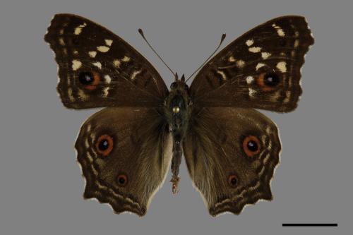 Junonia lemonias aenaria[眼紋擬蛺蝶][00093948]