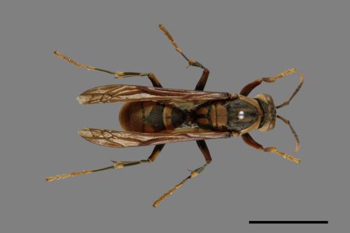 Polistes rothneyi[黃長腳蜂][00075659]