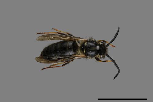 Vespula flaviceps[細黃胡蜂][00073109]