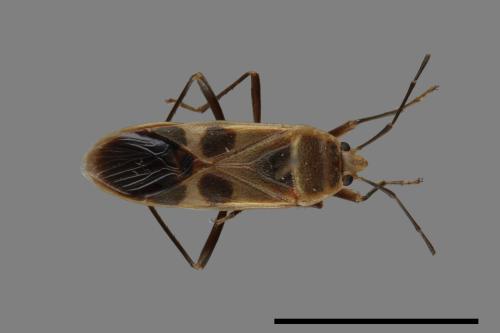 Physopelta gutta[大星椿象][00041051]