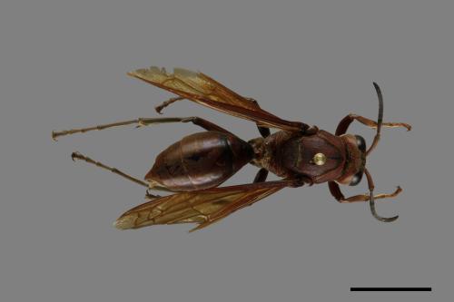 Polistes tenebricosus[赭褐長腳蜂][00074398]