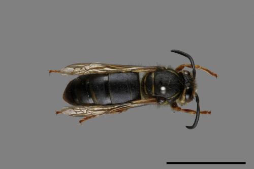 Vespula flaviceps[細黃胡蜂][00073185]