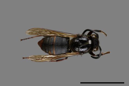 Vespula flaviceps[細黃胡蜂][00073486]