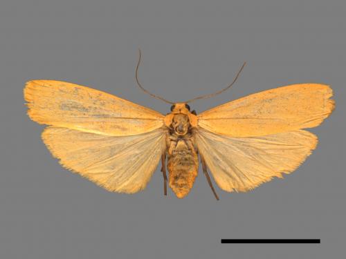 Eilema magnata[巨土苔蛾][00045374]