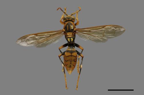 Polistes rothneyi[黃長腳蜂][00074325]