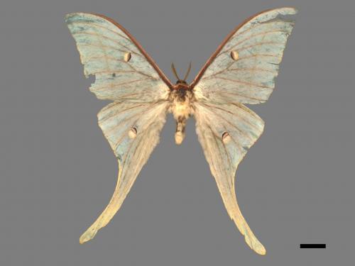 Actias selene ningpoana[長尾水青蛾][00016331]