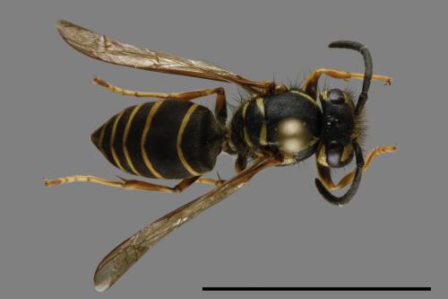 Vespula flaviceps[細黃胡蜂][00100098]