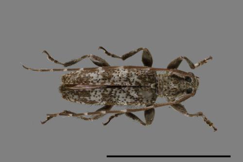 Ostedes subfasciata[挺胸粗腿天牛][00084736]