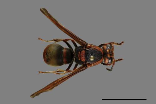 Orancistrocerus drewseni nigricapitus[赭褐毛唇蜾蠃][00100992]