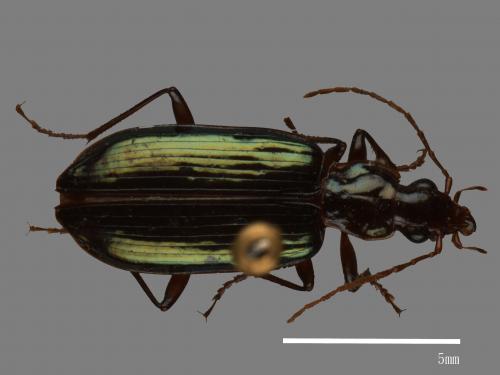 <已分類>Family：Carabidae[步行蟲科][00090276]