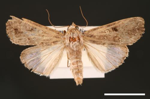 Spodoptera mauritia acronyctoides[灰翅夜蛾][00002744]