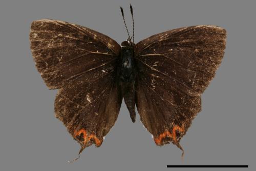 Heliophorus ila matsumurae[紅邊黃小灰蝶][00015376]