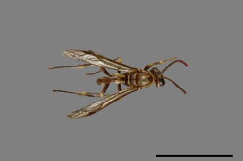 Parapolybia nodosa[叉胸異腹胡蜂][00078664]