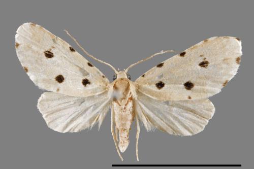 Metaemene atrigutta maculata[麗夜蛾][00009012]