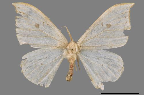 Drepana pallida nigromaculata[ㄧ點鉤蛾][00039858]