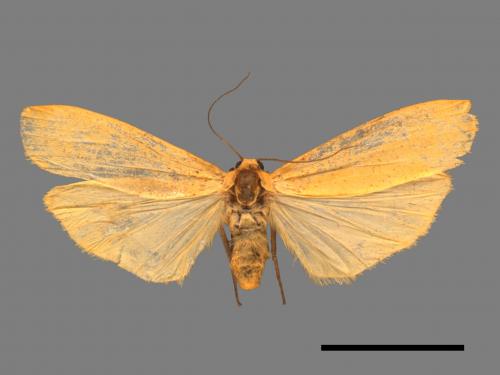 Eilema magnata[巨土苔蛾][00045328]