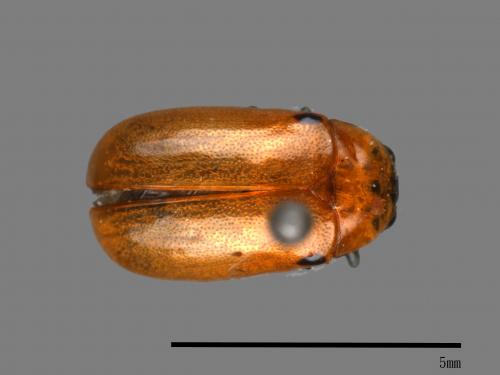 <已分類>Family：Chrysomelidae[金花蟲科][00081758]