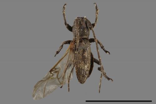 <已分類>Family：Cerambycidae[天牛科][00054283]