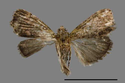 <已分類>Family：Pyralidae[螟蛾科][00042410]