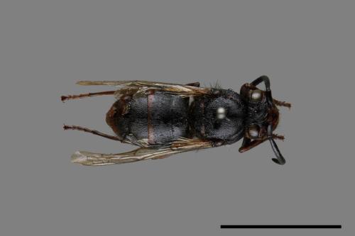 Vespula flaviceps[細黃胡蜂][00073482]