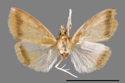<已分類>Family：Crambidae[草螟科][00065420]