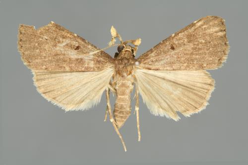 <已分類>Family：Noctuidae[夜蛾科][00011002]
