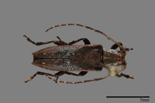 <已分類>Family：Cerambycidae[天牛科][00093303]