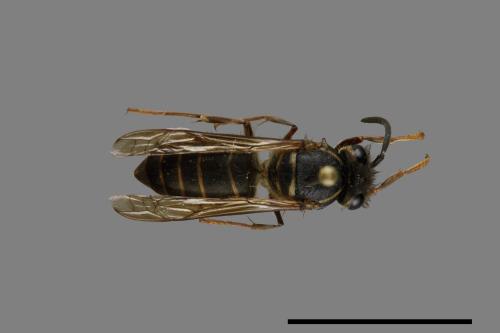 Vespula flaviceps[細黃胡蜂][00073078]