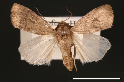 Athetis cognata[00003250]