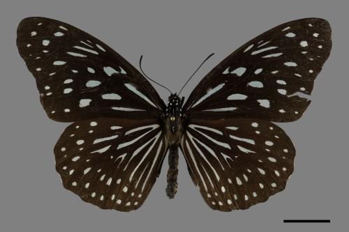 Tirumala septentrionis[小紋青斑蝶][00101194]