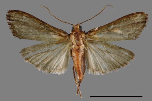 <已分類>Family：Crambidae[草螟科][00039992]