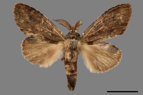Syntypistis cyanea[青胯白舟蛾][00055532]