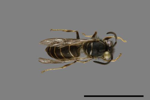 Vespula flaviceps[細黃胡蜂][00073017]