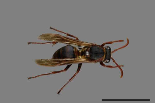 Polistes takasagonus[雙斑長腳蜂][00072679]